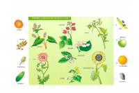 Набор карточек к электровикторине "Маленький профессор"