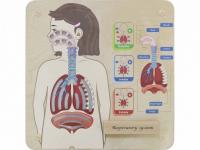 Панель "Система дыхания человека"