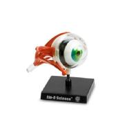 Занимательная анатомия: Глаз